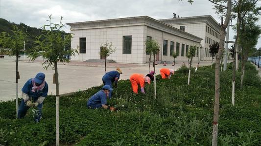 斯菲尔绿化养护现场